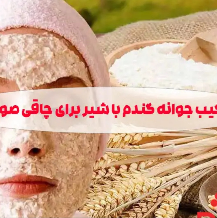 پودر جوانهگندم